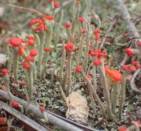 Image of Cladonia macilenta