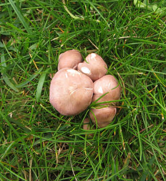 Imagem de Calocybe carnea