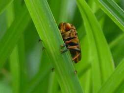 صورة Cophinopoda chinensis (Fabricius 1794)