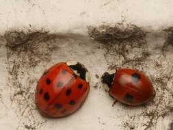 Adalia bipunctata (Linnaeus 1758) resmi