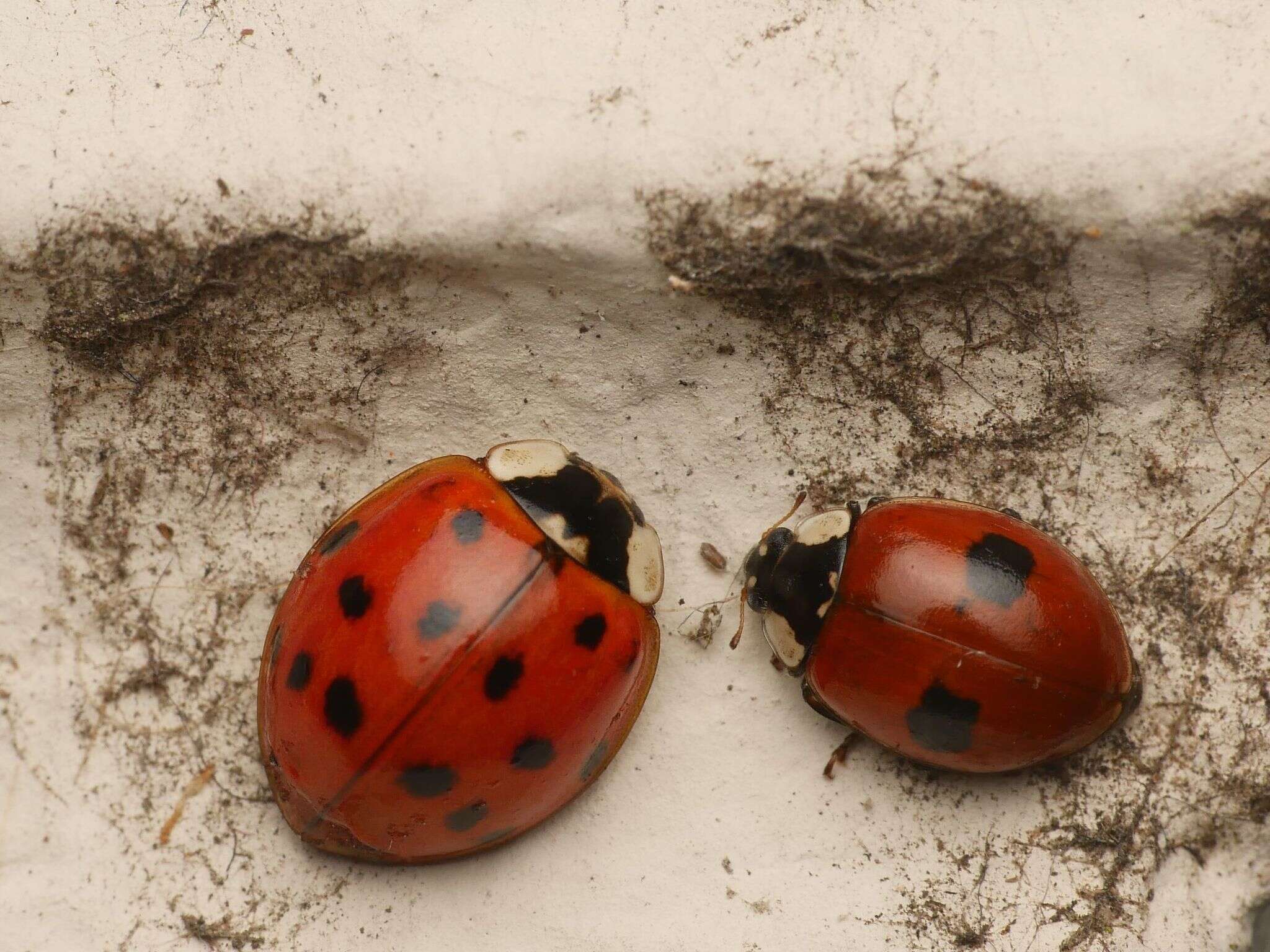 Adalia bipunctata (Linnaeus 1758) resmi