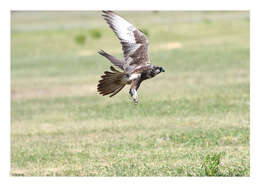 Image of Laggar Falcon