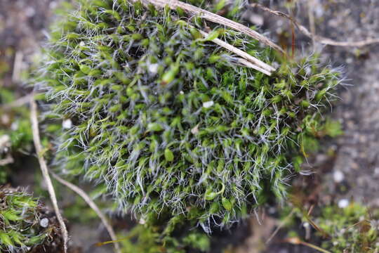 Image of pulvinate dry rock moss