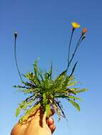 Image of fall dandelion