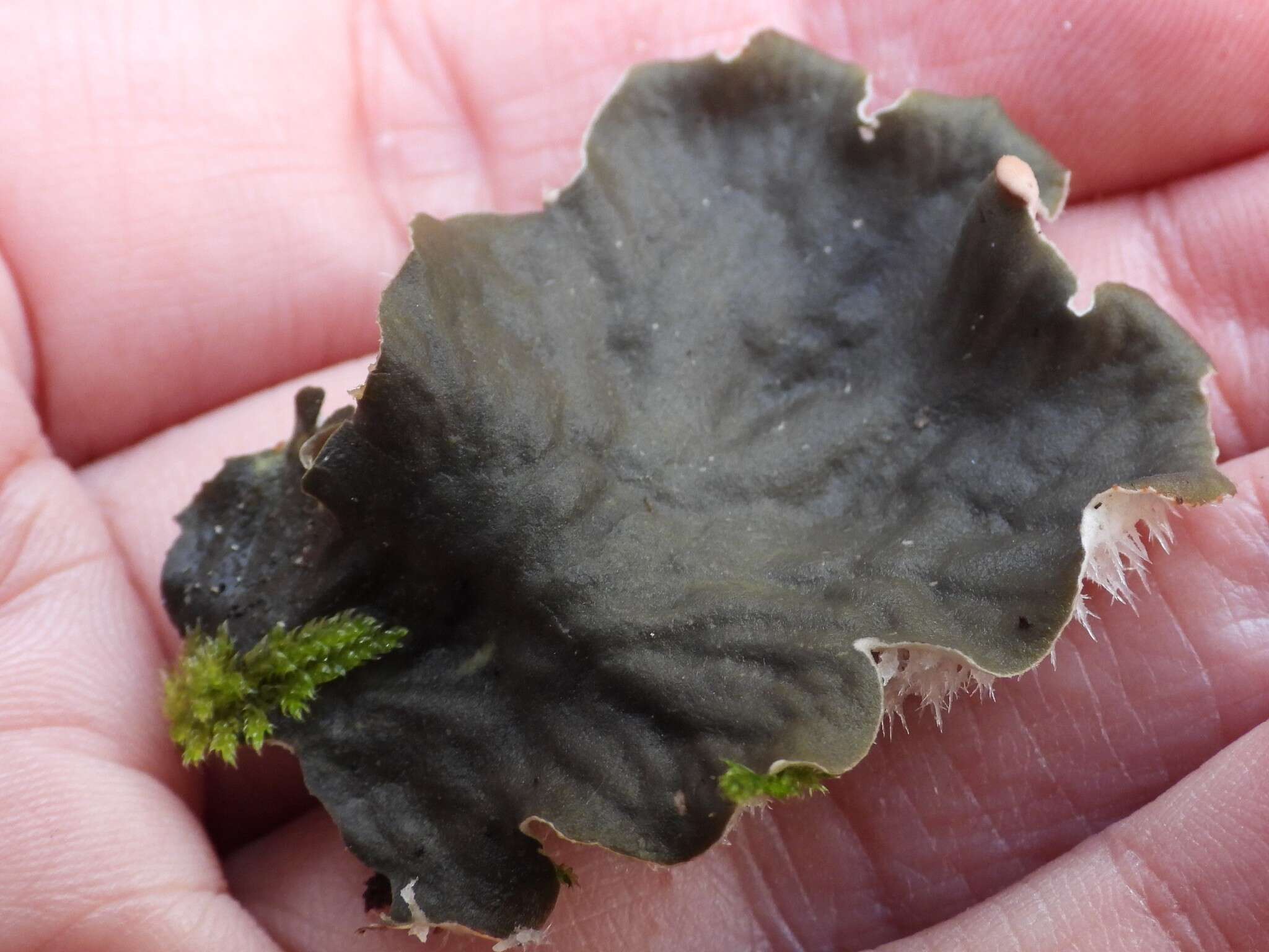 Image of felt lichen