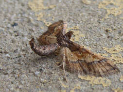 Image of Ornate Hydriris Moth