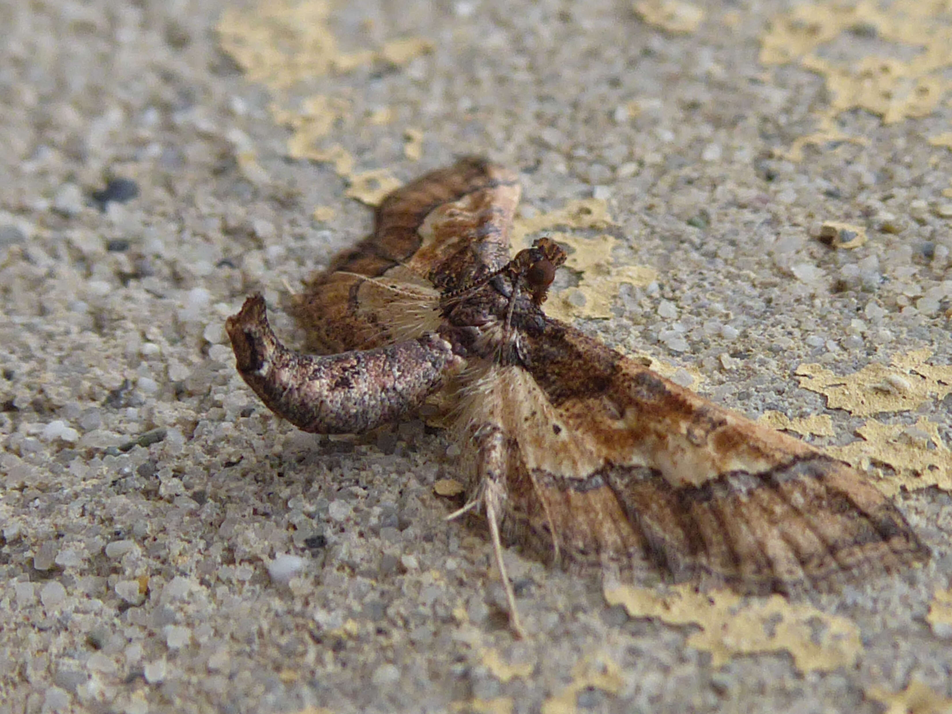 Image of Ornate Hydriris Moth