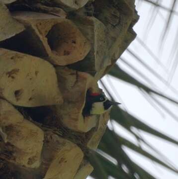 Image of Acorn Woodpecker