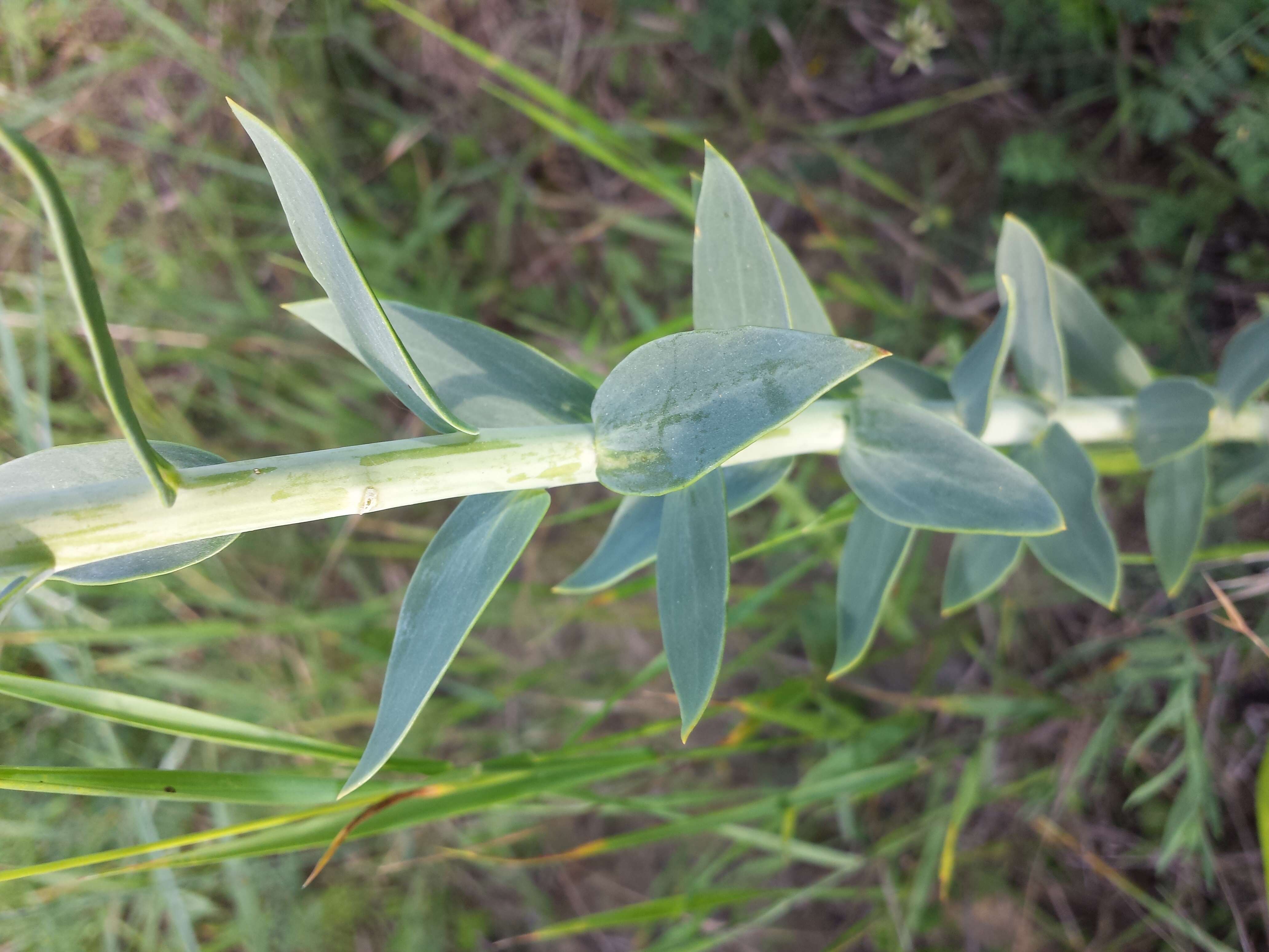 Imagem de Linaria genistifolia (L.) Mill.