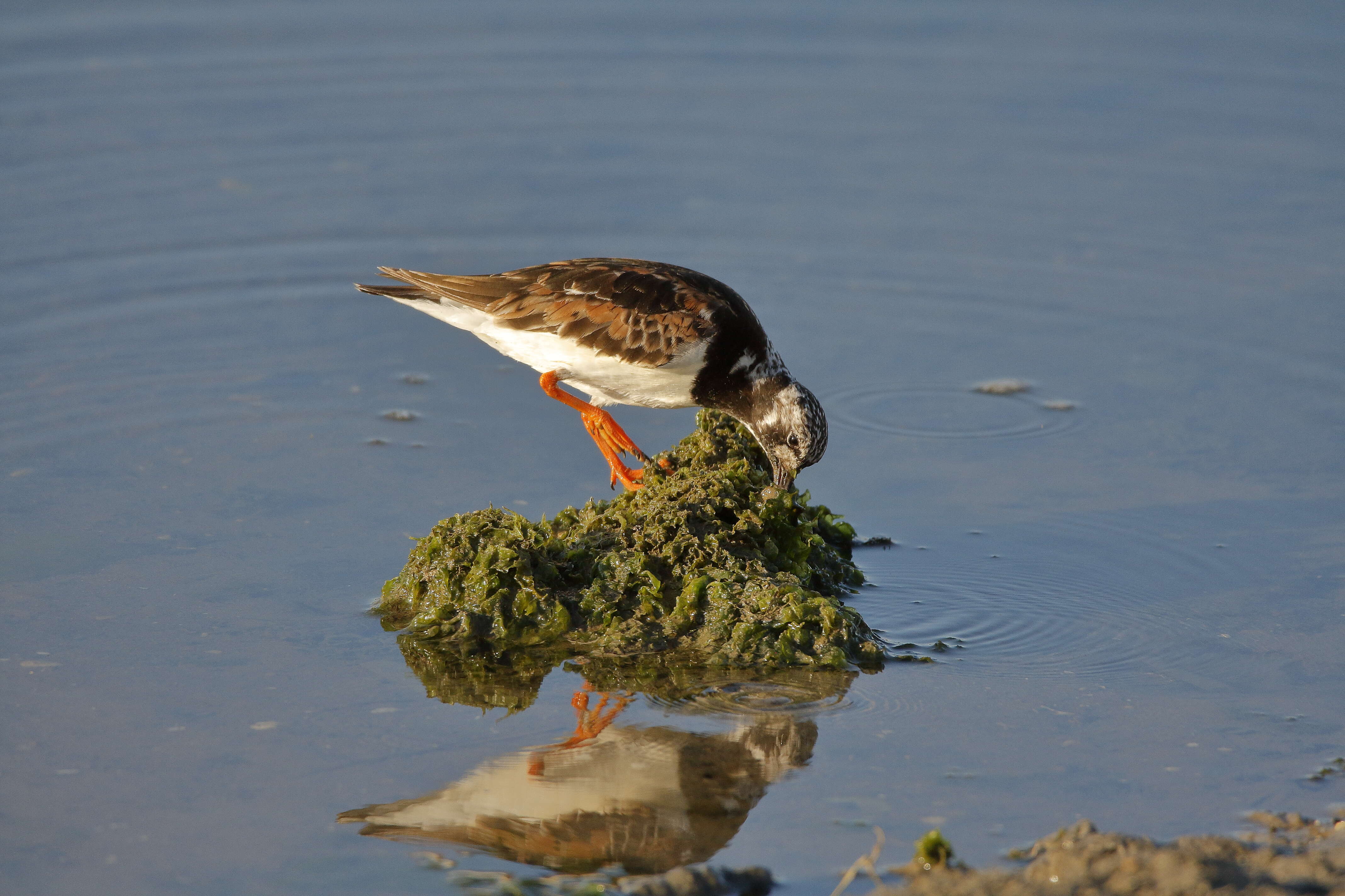 Image of Ruddy Turnstone