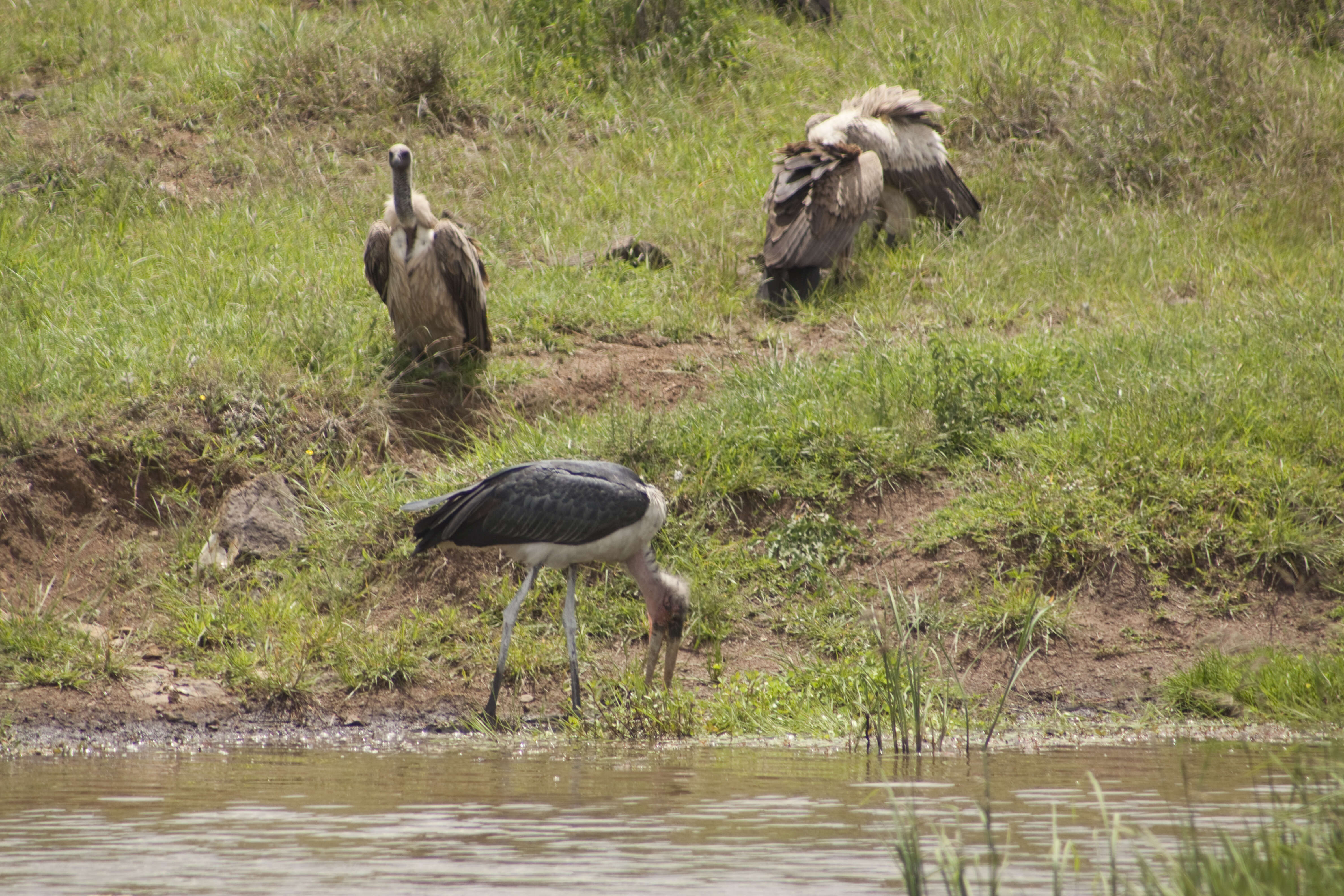 Image of White-backed Vulture