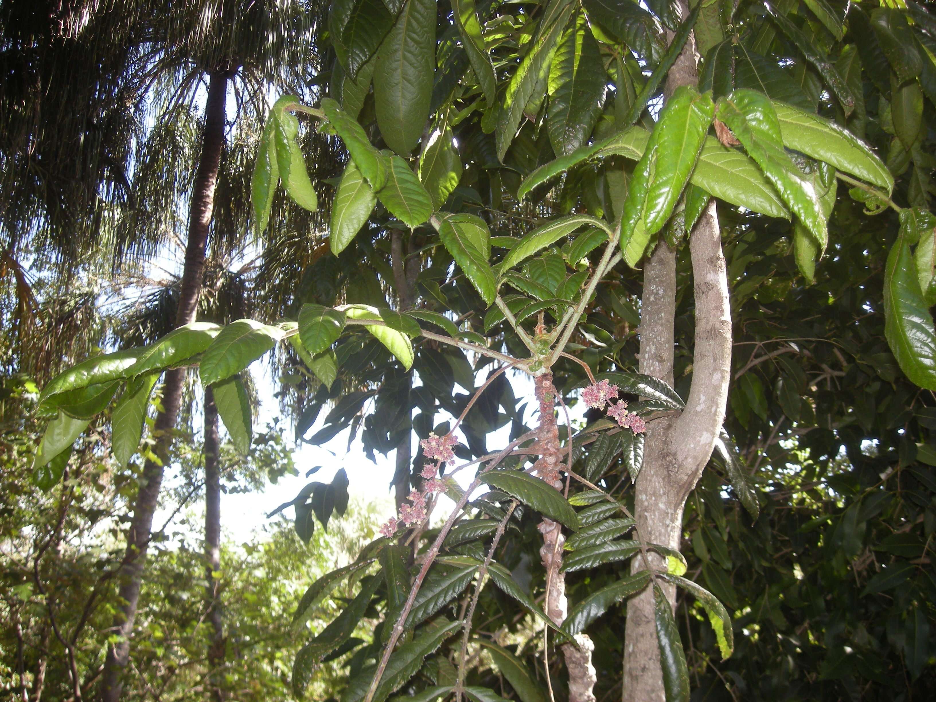 Image of Davidson's plum