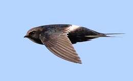 Image of African White-rumped Swift