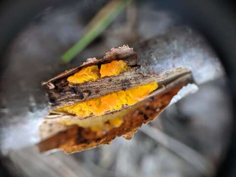 Image of Witches butter