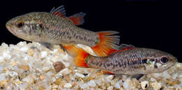 Image of Southern pygmy perch