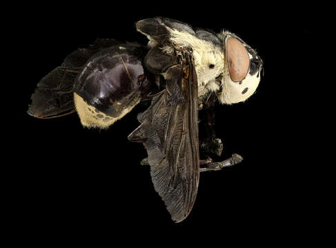 Image of Mouse Bot Fly