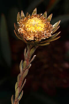 Image de Leucadendron nitidum Buek ex Meissn.