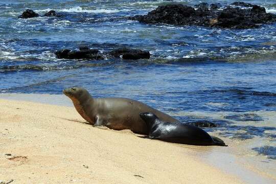 Image of Hawaiian Monk Seal