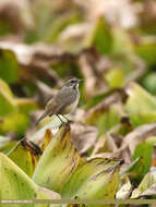 Image of Bluethroat