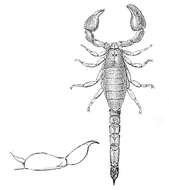 Image of Chactidae