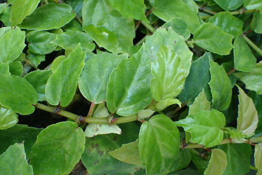 Image of Begonia radicans Vell.