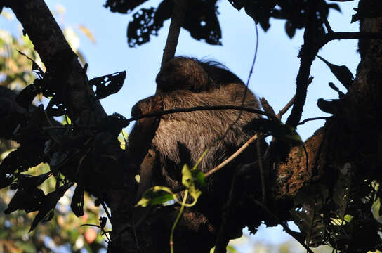 Image of Maned sloth