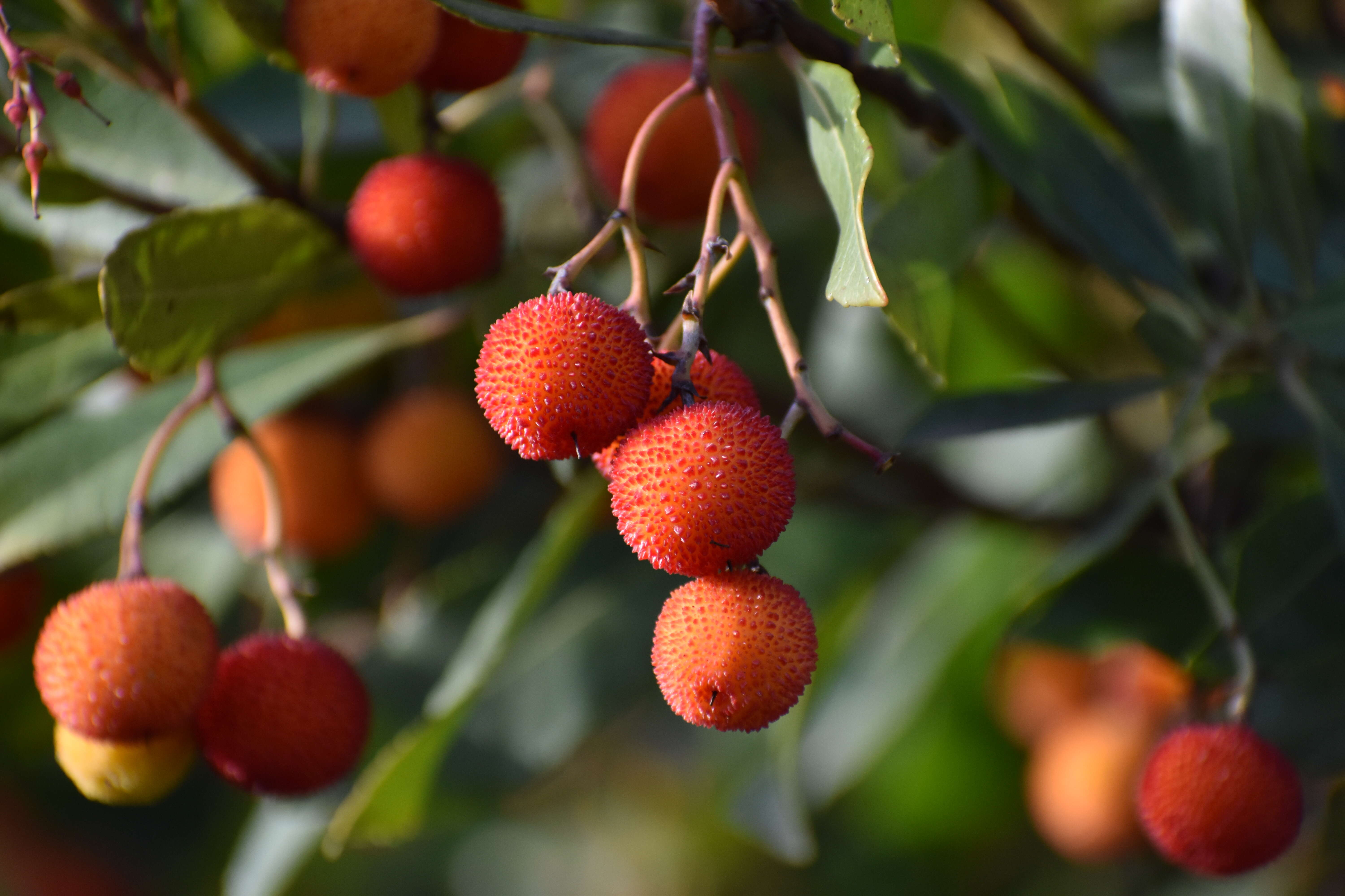 Image of strawberry tree