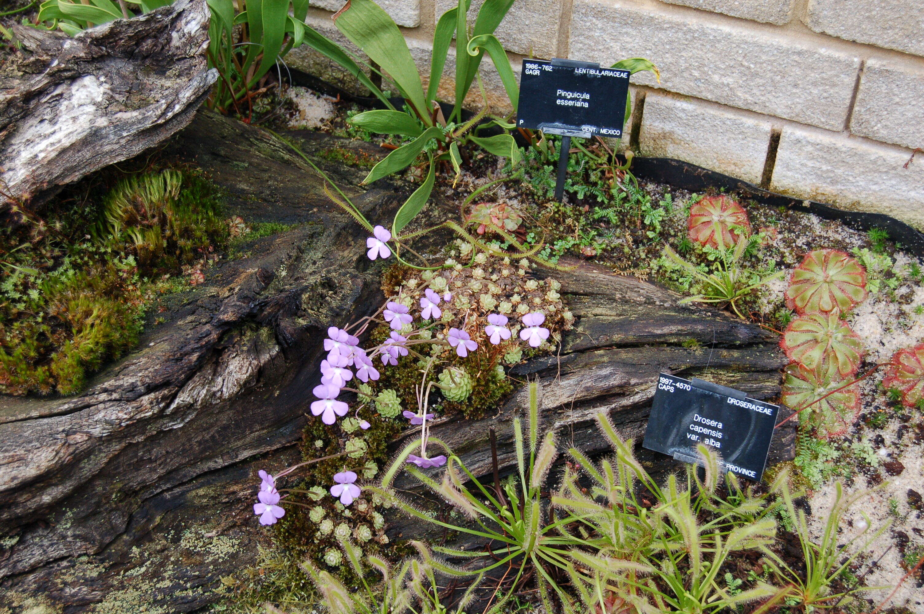 Image of Pinguicula esseriana B. Kirchner