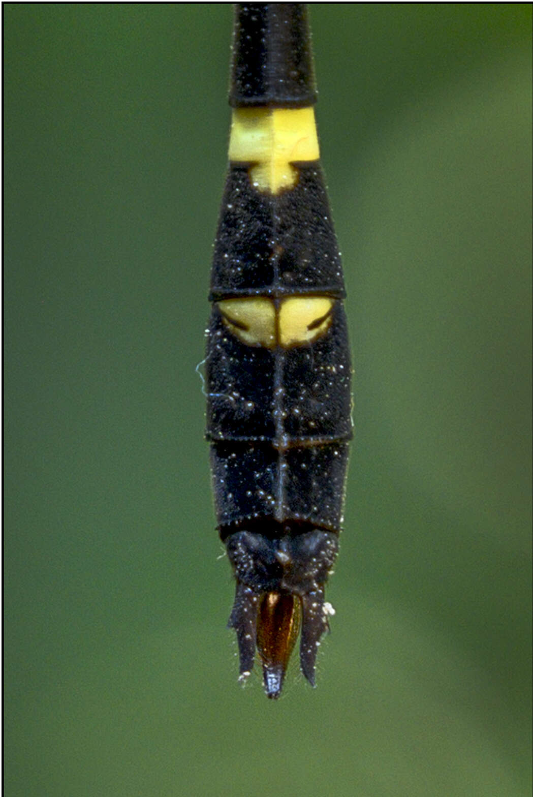 Image of Macromia irata Fraser 1924