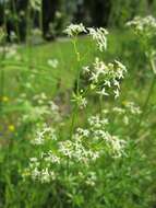 Image of White bedstraw