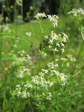 Plancia ëd Galium mollugo L.