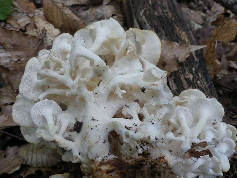 Image of Polyporus umbellatus (Pers.) Fr. 1821