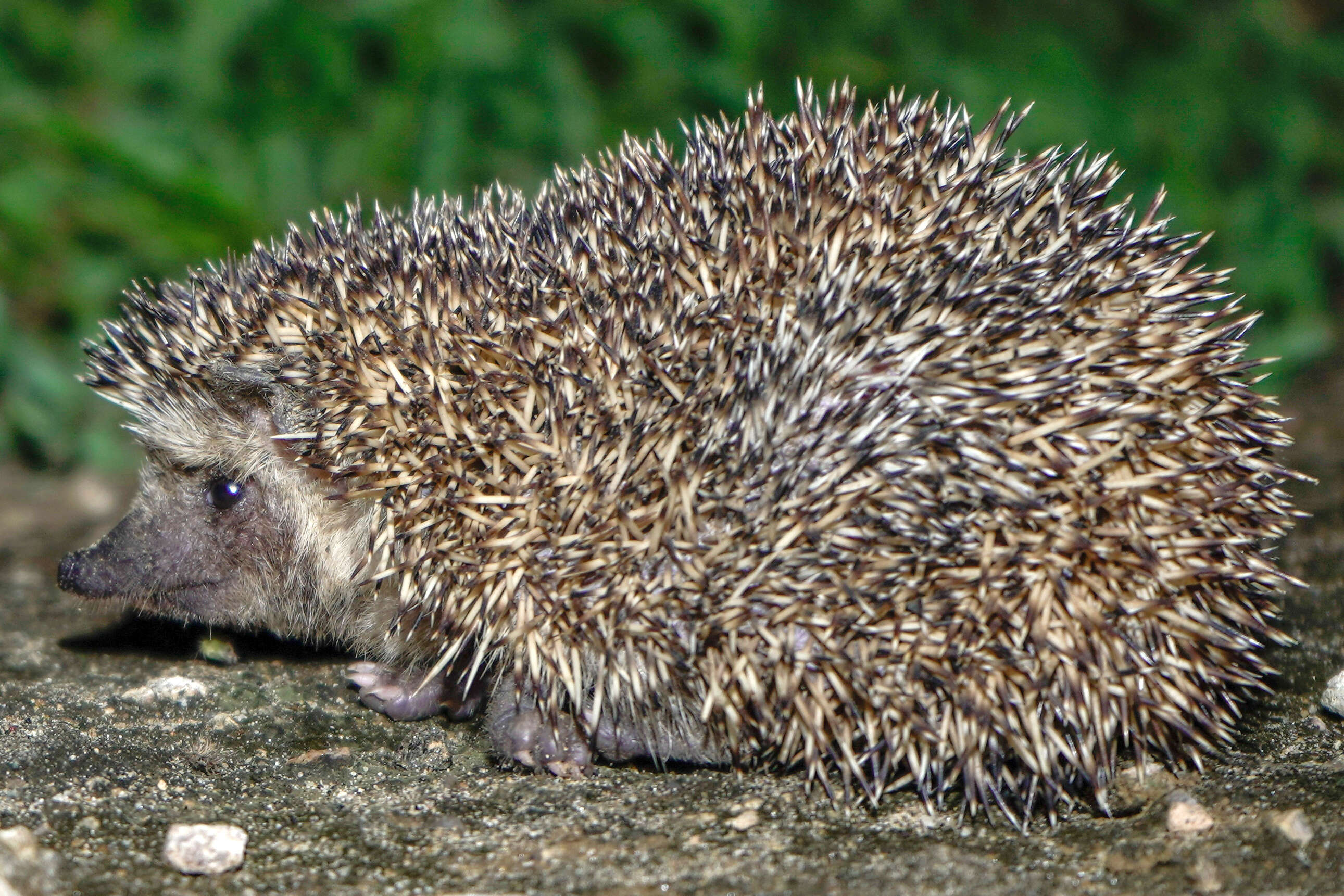 Image of Bare-bellied Hedgehog