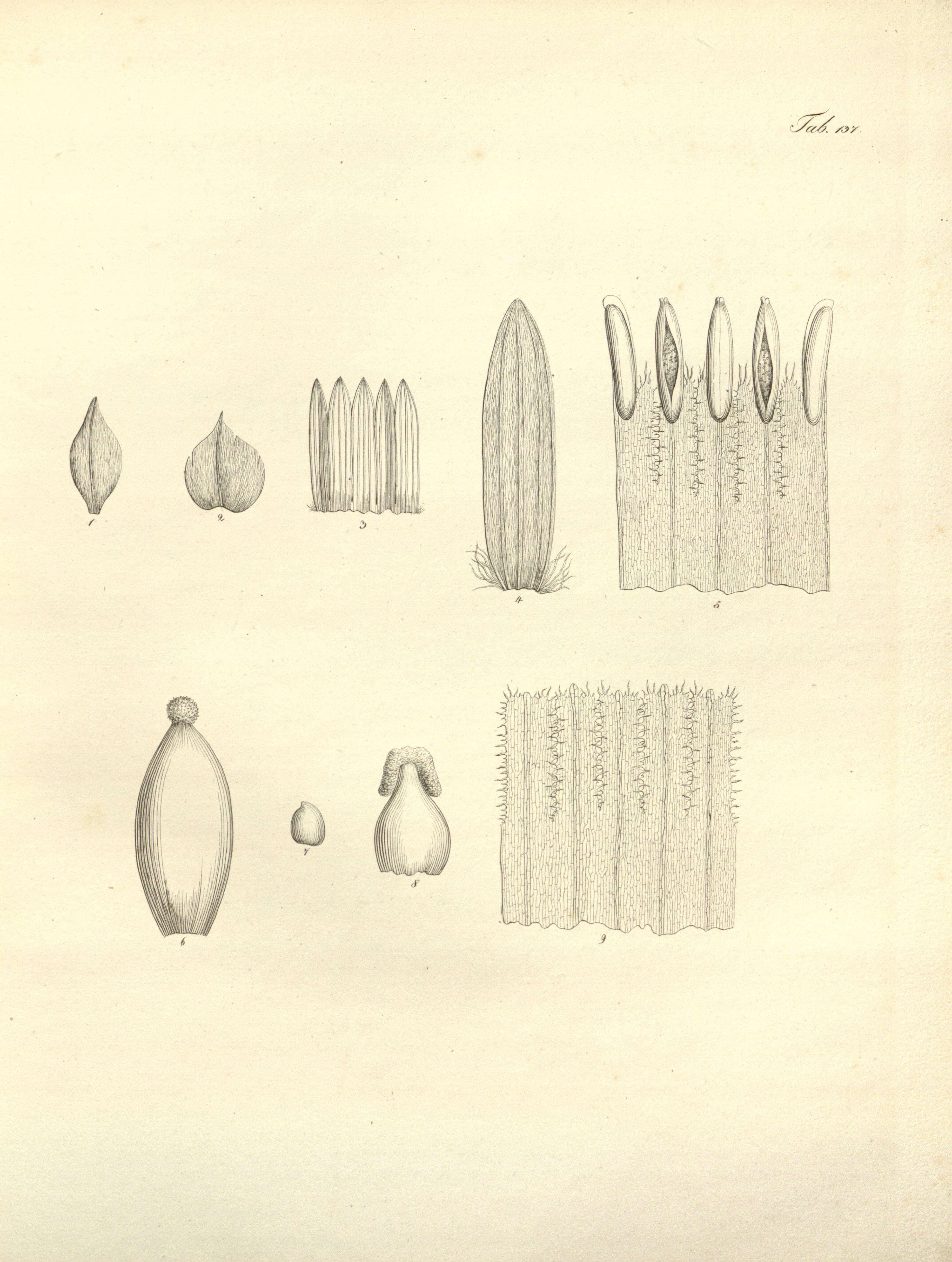 Image de Pfaffia glomerata (Spreng.) Pedersen