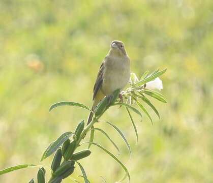 Imagem de Emberiza bruniceps Brandt & JF 1841