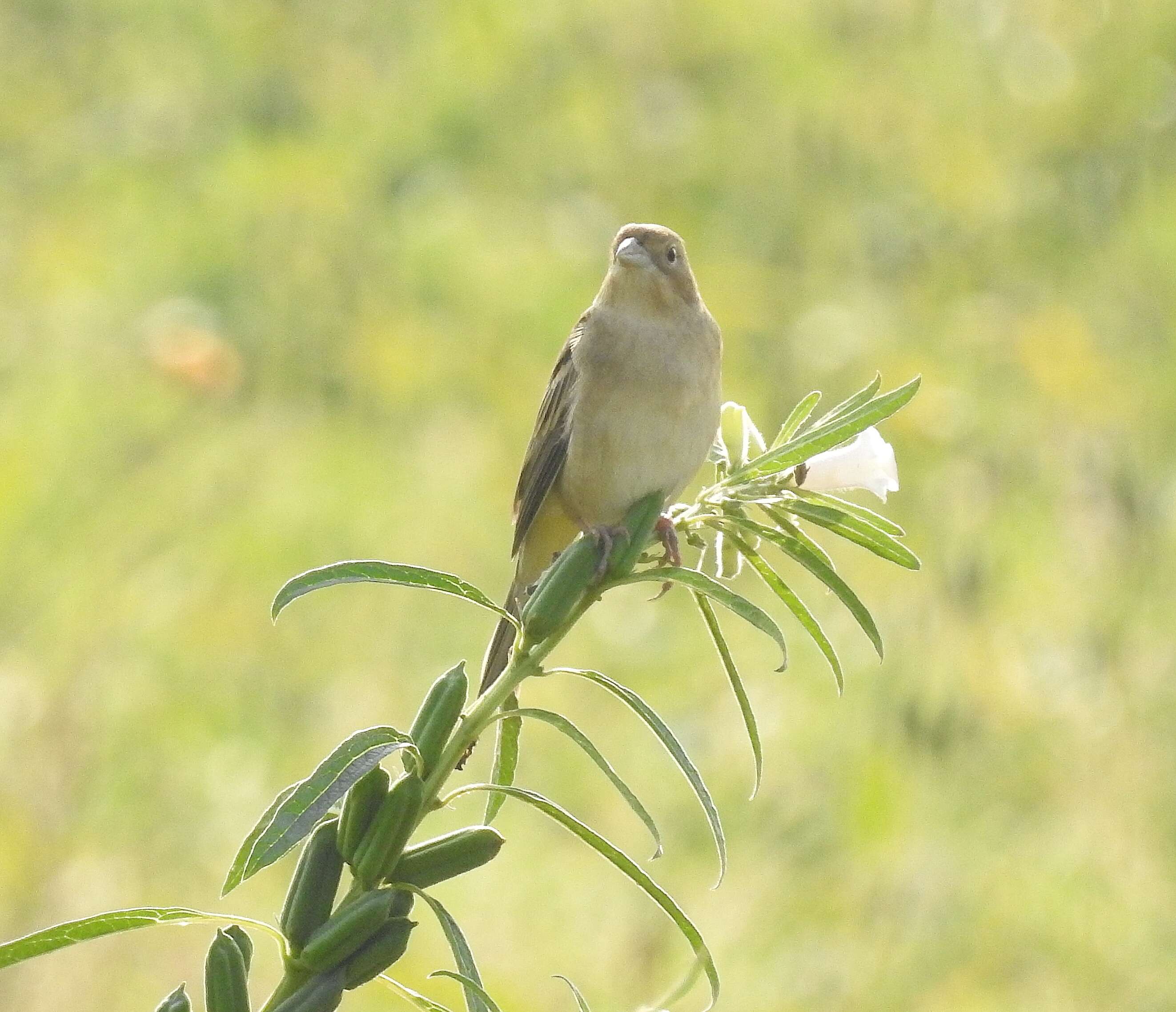 Image of Brown-headed Bunting