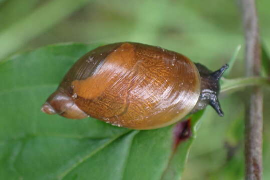 Image of amber snail