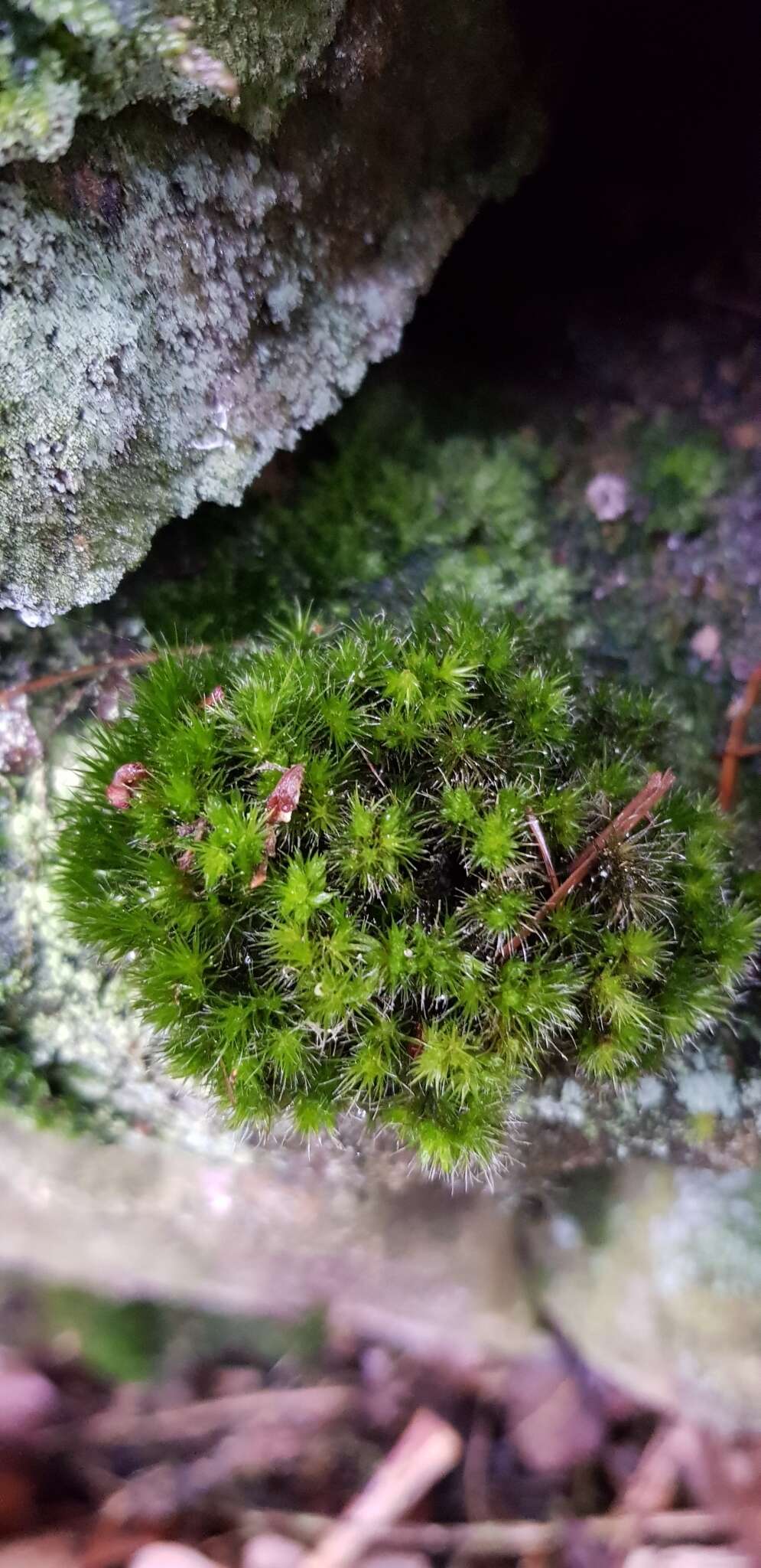 Image of campylopus moss