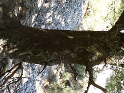Image of Kermes Oak