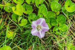 Plancia ëd Calystegia soldanella (L.) R. Br.