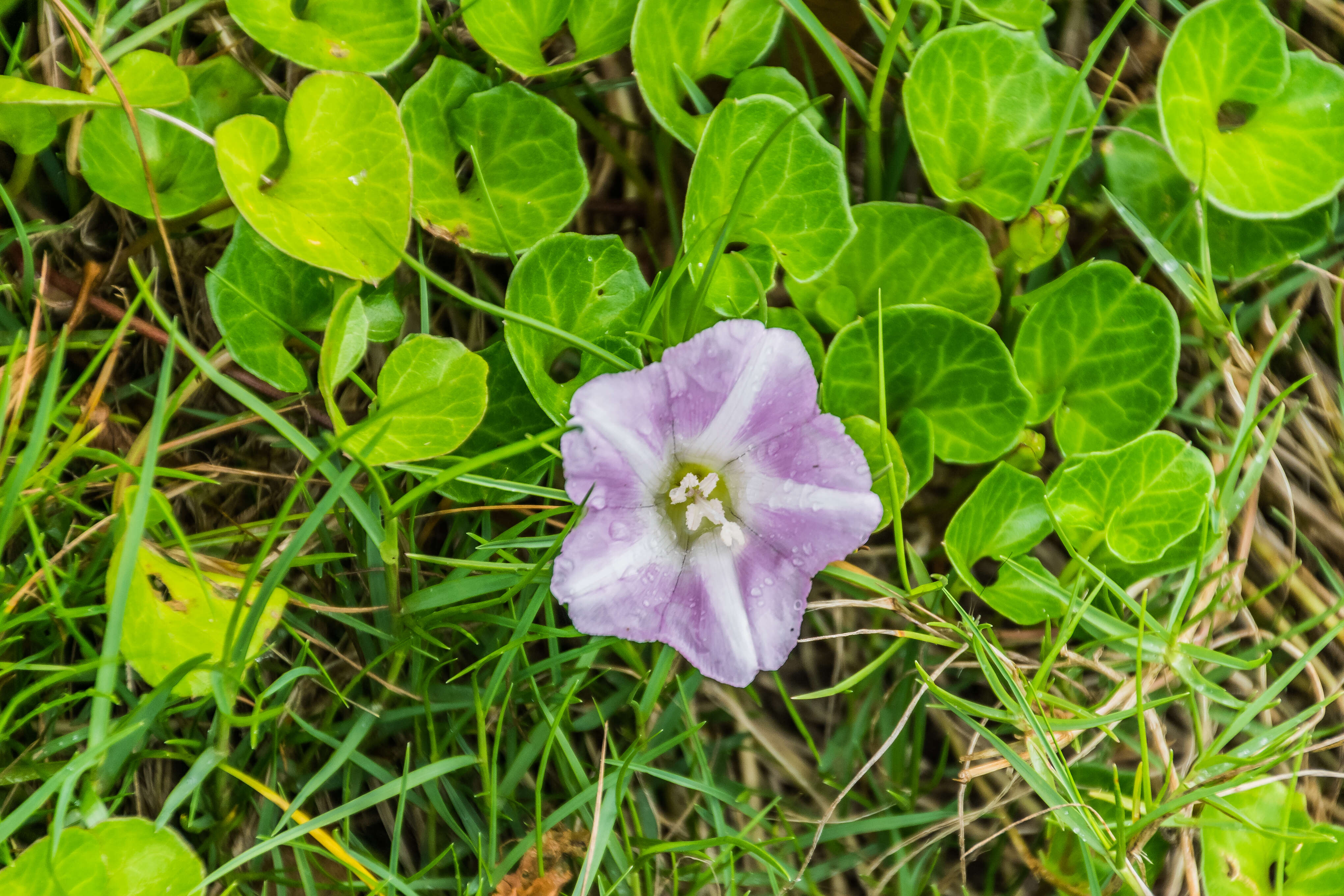 Plancia ëd Calystegia soldanella (L.) R. Br.