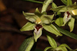 Image of Narrow-lipped helleborine