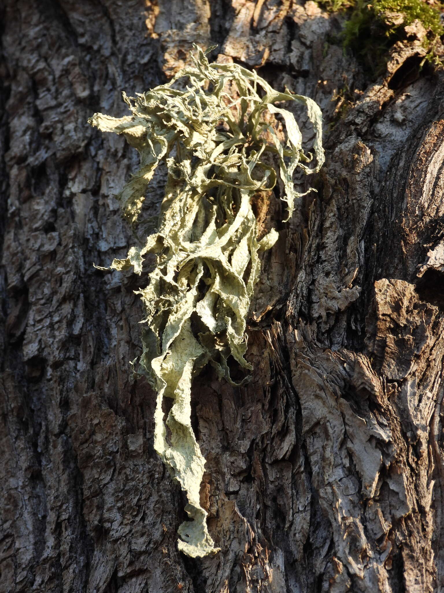 Image of cartilage lichen