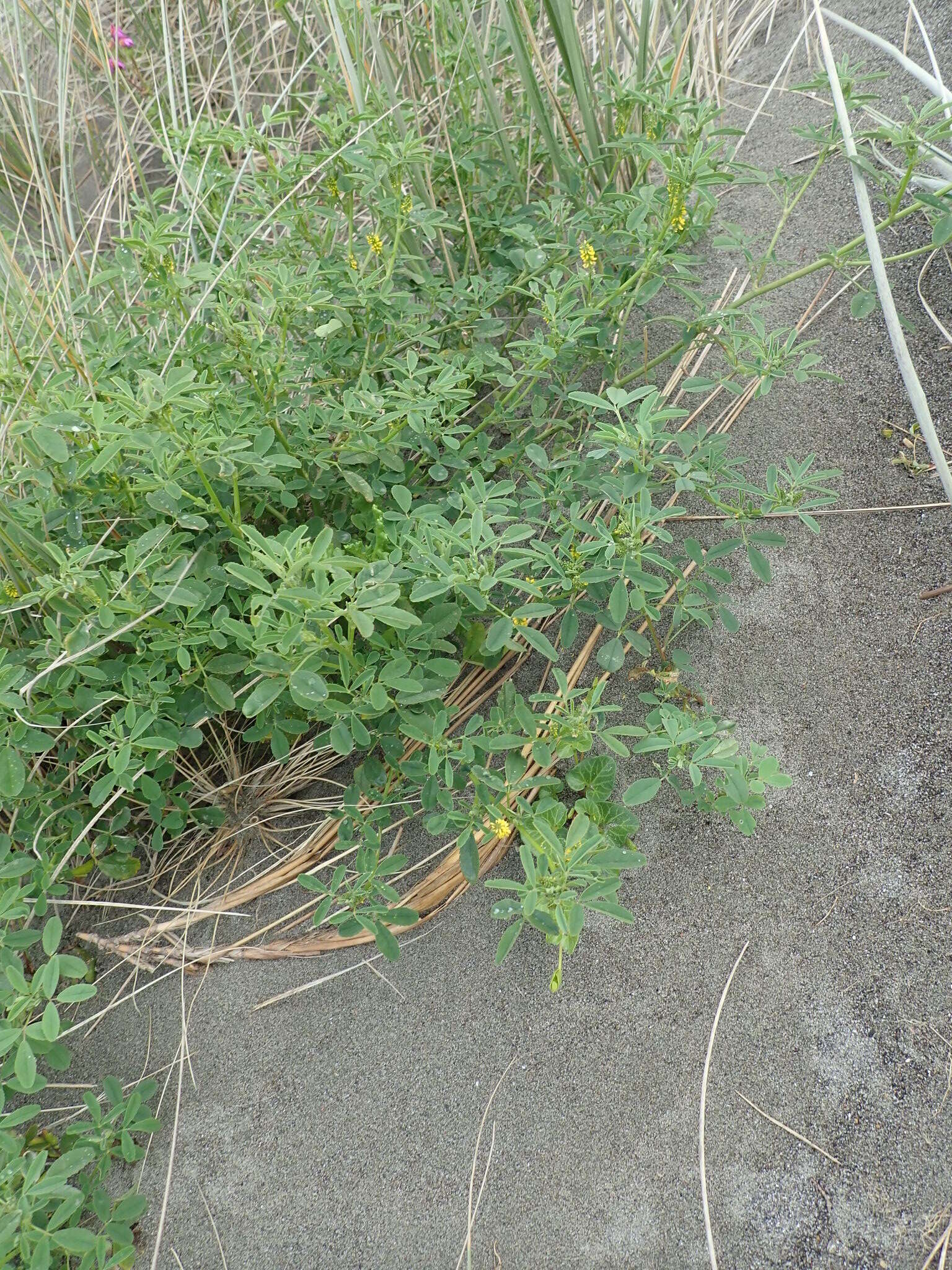 Image of annual yellow sweetclover