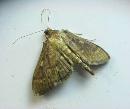 Image of Serpentine Webworm