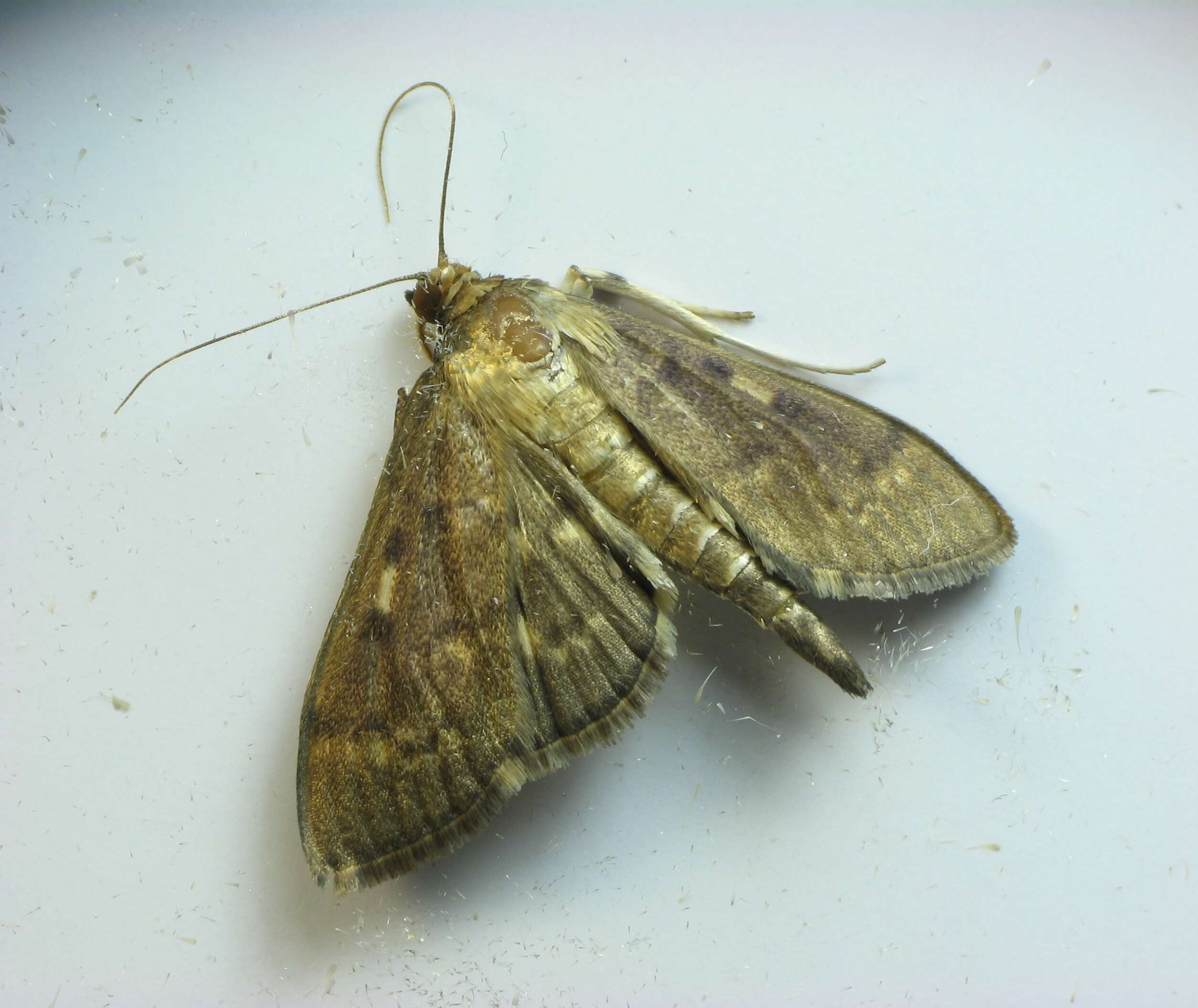 Image de Herpetogramma aeglealis Walker 1859