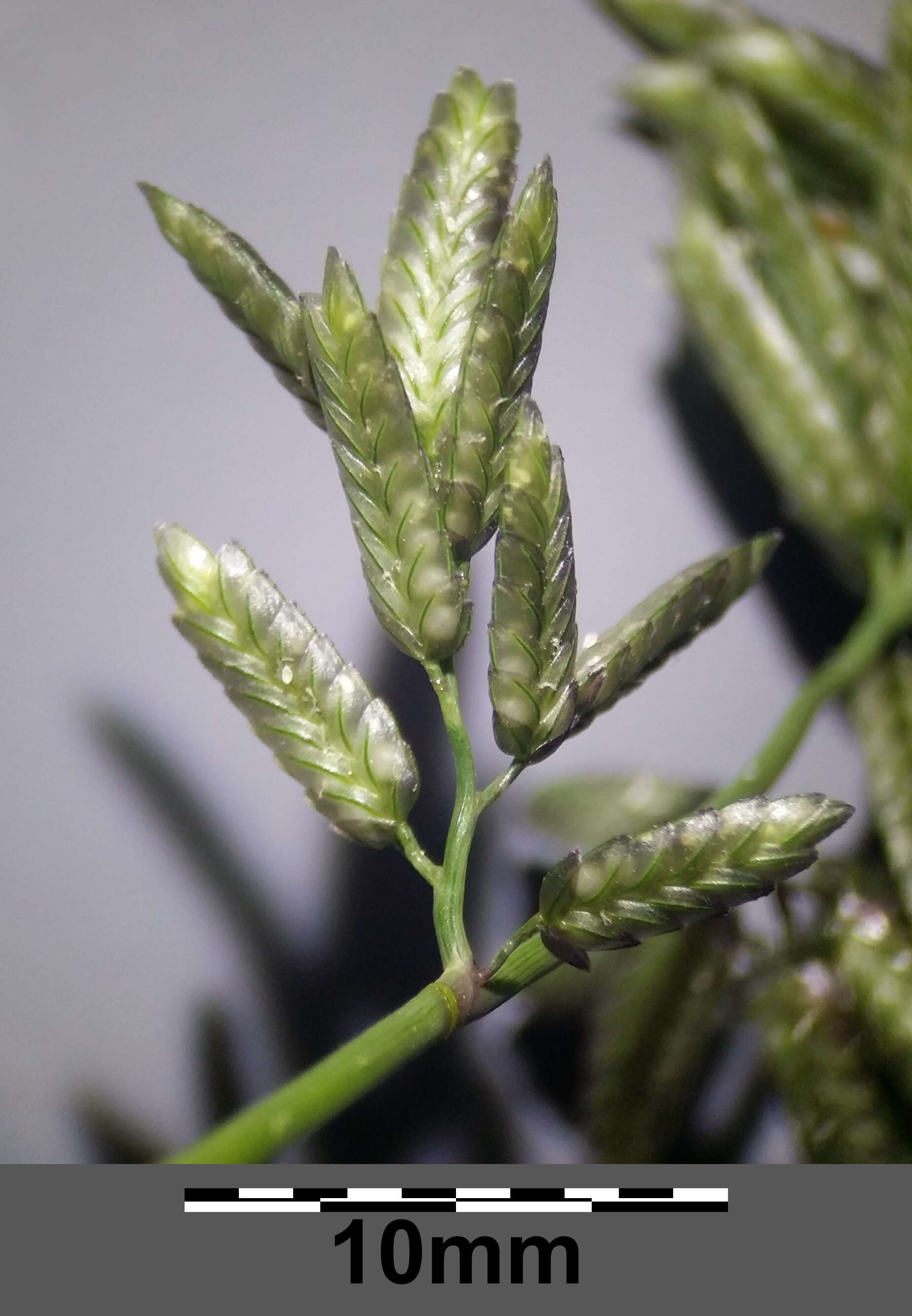 Imagem de Eragrostis cilianensis (All.) Janch.