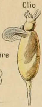 Image of Cliidae Jeffreys 1869