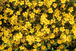 Tagetes tenuifolia Cav. resmi