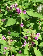 Image of Downy Hemp Nettle